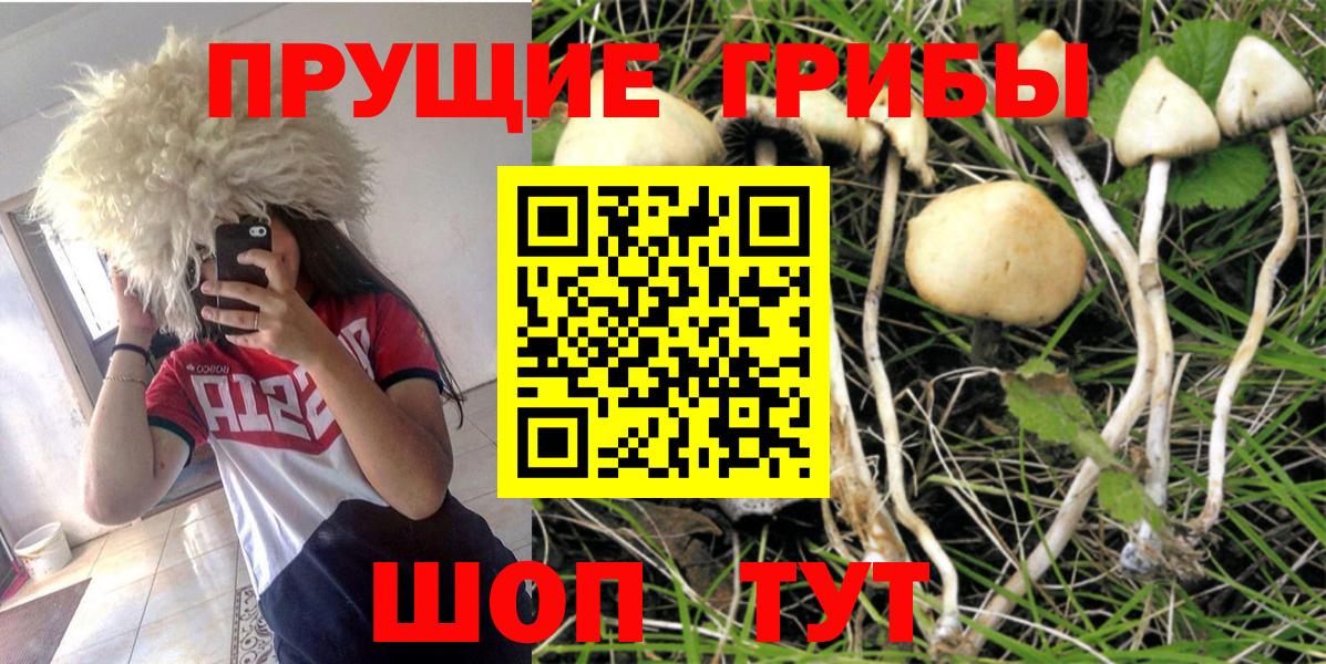 Азов  Галлюциногенные грибы Psilocybine cubensis  Вход с VPN  Псилоцибиновые грибы Psilocybe 